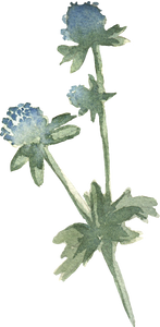 Blue dried flowers watercolor in vintage style