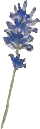 Blue dried flowers watercolor in vintage style. Lavander