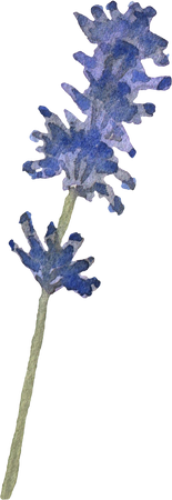 Blue dried flowers watercolor in vintage style. Lavander