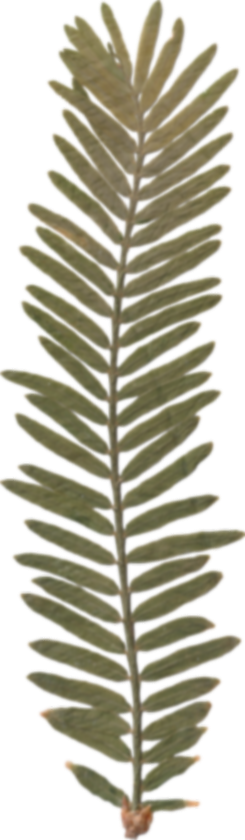 Dried Plant Illustration